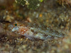 Vanneaugobius canariensis