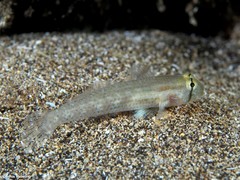 Gnatholepis thompsoni