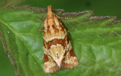 Aethes hartmanniana