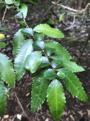 Azara serrata