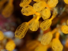 Pycnoclavella communis