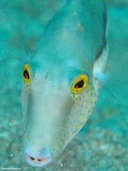 Canthigaster capistrata