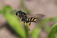Crabro