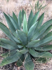 Agave inaequidens