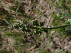 Thalictrum venulosum