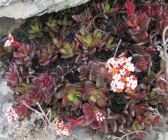 Crassula rubricaulis