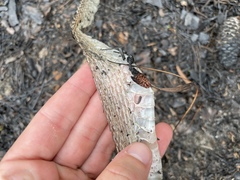 Coluber constrictor