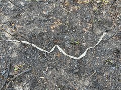 Coluber constrictor