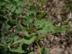 Thalictrum venulosum