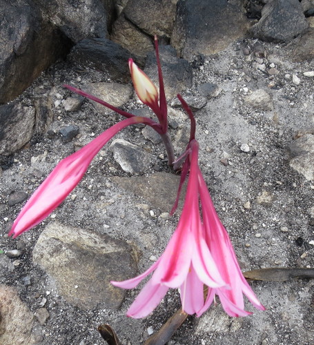 Cyrtanthus debilis