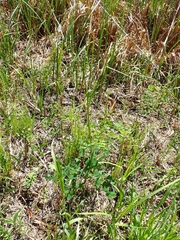 Thalictrum venulosum