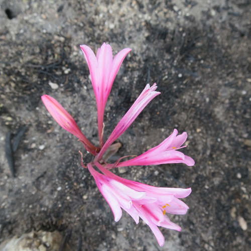 Cyrtanthus debilis