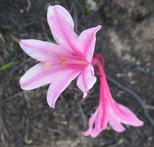 Cyrtanthus debilis