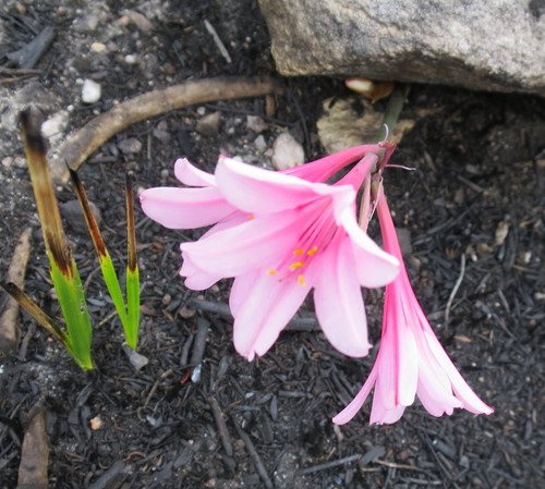 Cyrtanthus debilis