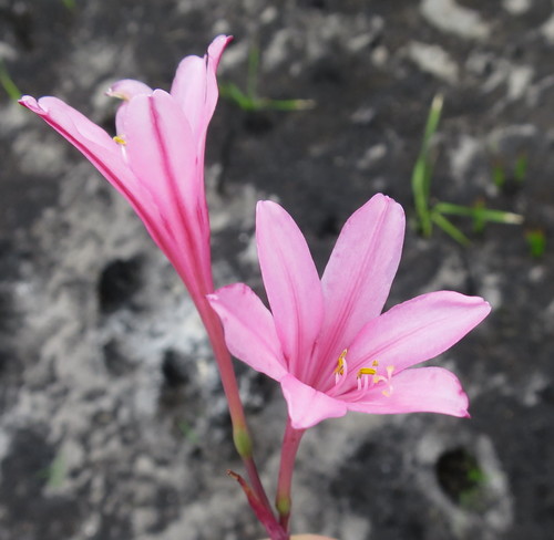 Cyrtanthus debilis