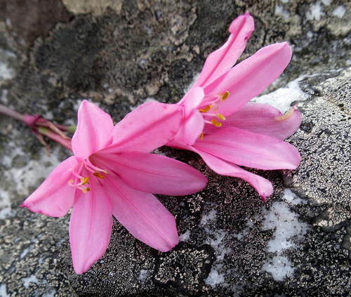Cyrtanthus debilis