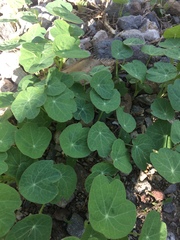 Tropaeolum majus