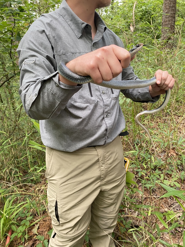 Buttermilk Racer from Sicily Island, LA, US on June 03, 2021 at 0855