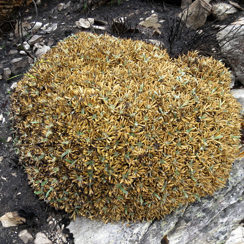 Image of Oldenburgia paradoxa by no rights reserved