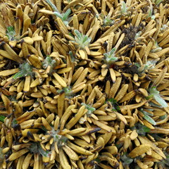 Oldenburgia paradoxa