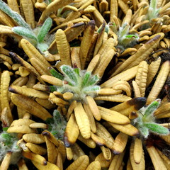 Oldenburgia paradoxa