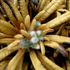 Oldenburgia paradoxa