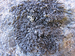 Phaeophyscia sciastra