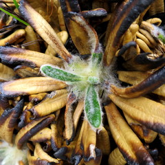 Oldenburgia paradoxa