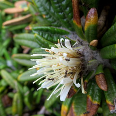 Oldenburgia paradoxa