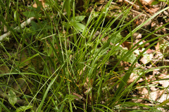 Carex lonchocarpa