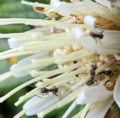 Oldenburgia paradoxa