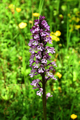 Orchis × hybrida