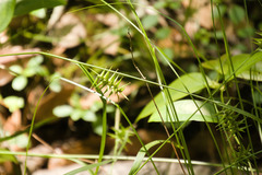 Carex lonchocarpa