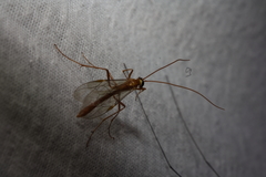 Ophion obscuratus
