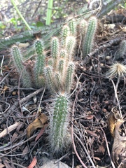 Cactoideae