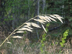Bromus pumpellianus