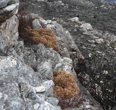 Oldenburgia paradoxa