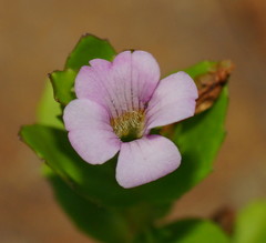 Gratiola peruviana