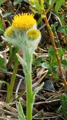 Tephroseris yukonensis