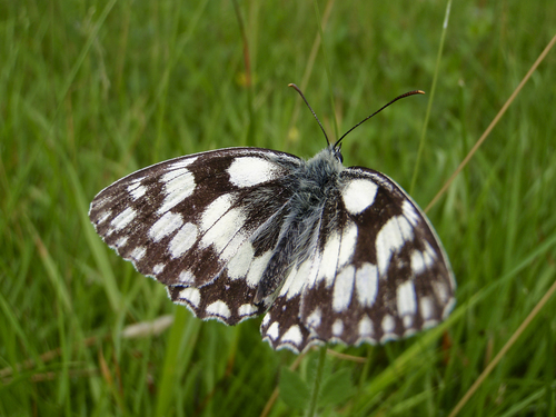 Marbled White, photo 6 of 7