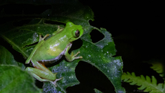 Duellmanohyla ignicolor