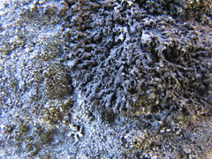 Phaeophyscia sciastra