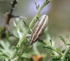 Lixoglyptus spartii