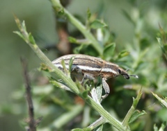 Lixoglyptus spartii