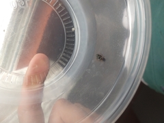 Myrmicinae