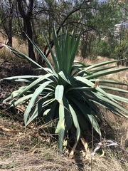 Agave