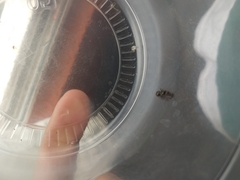 Myrmicinae
