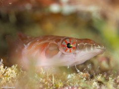 Lepadogaster candolii