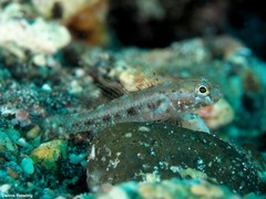 Vanneaugobius canariensis