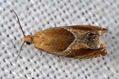 Ancylis obtusana
